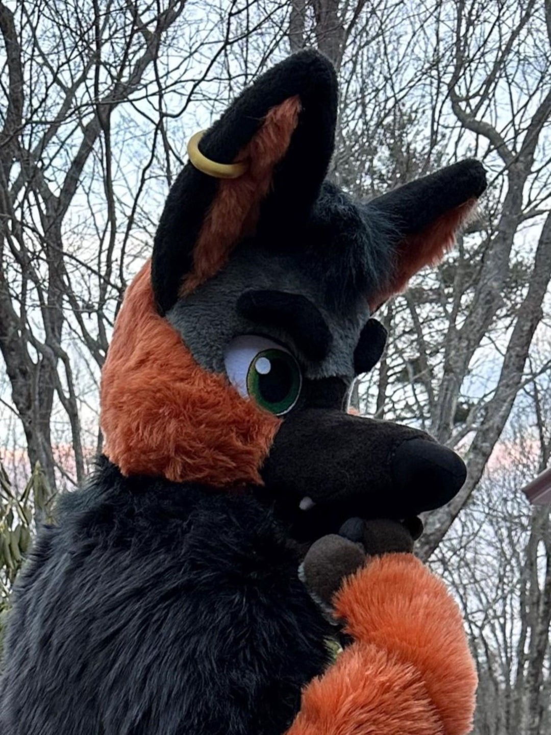 Ginger german shepherd dog fursuit plus size - head, hand paws and tail for sale