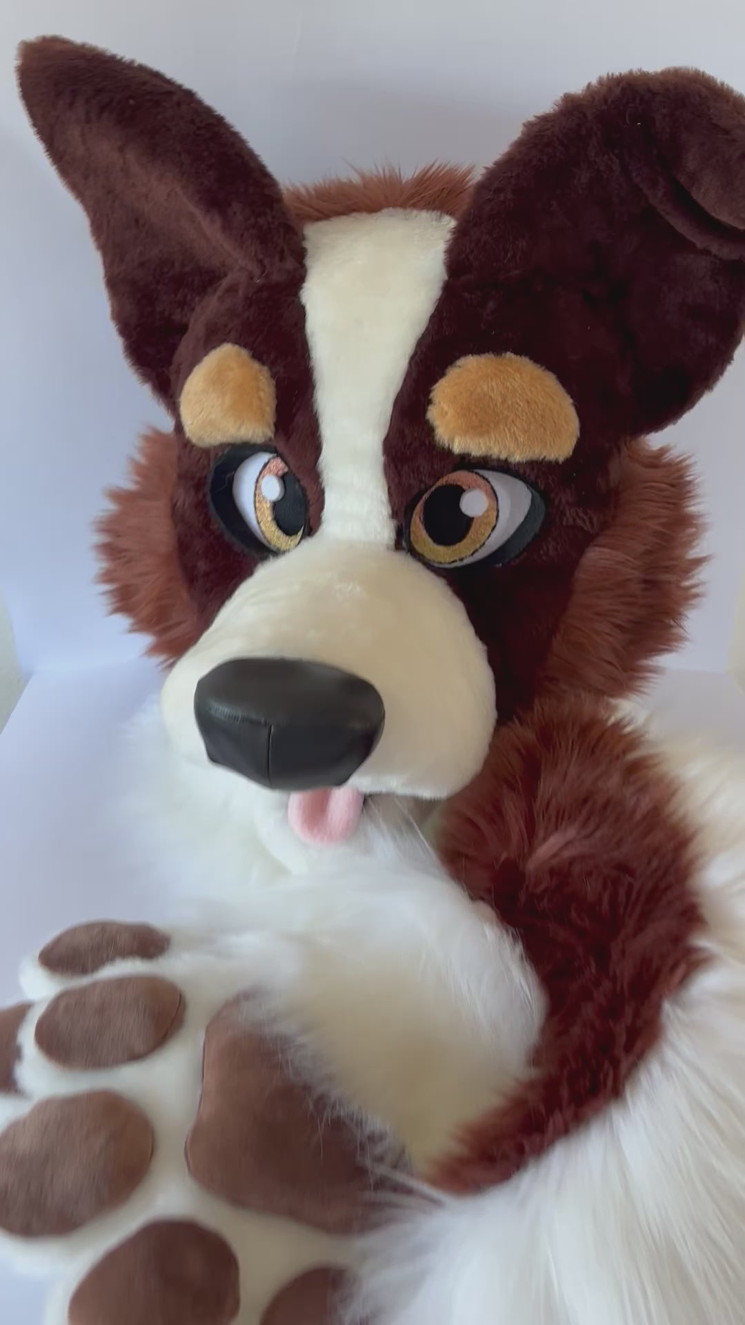 border collie fursuit video oneandonlycostumes